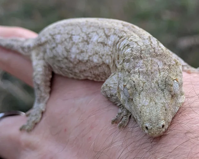 Bayonnaise X Moro Leachianus Gecko 16g Male #460