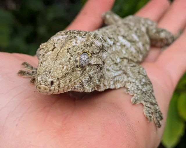 Nuu Ami X Nuu Ana Leachianus Gecko 73g Male CK1