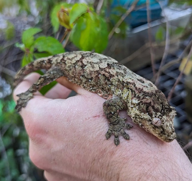 Green base Mainland Chahouha Female 36g