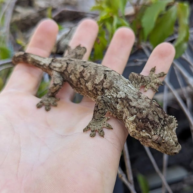 Green Base Mainland Chahouha Female 24g