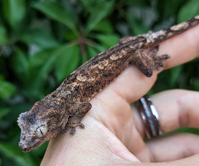 Mainland Chahouha Gecko 8g