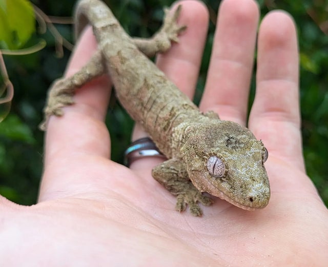 Pine Island Chahouha Gecko 24g

Probable Female!