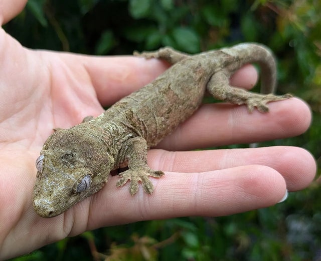 Pine Island Chahouha Gecko 24g

Probable Female!