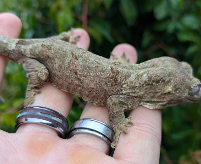 Pine Island Chahouha Gecko 24g

Probable Female!