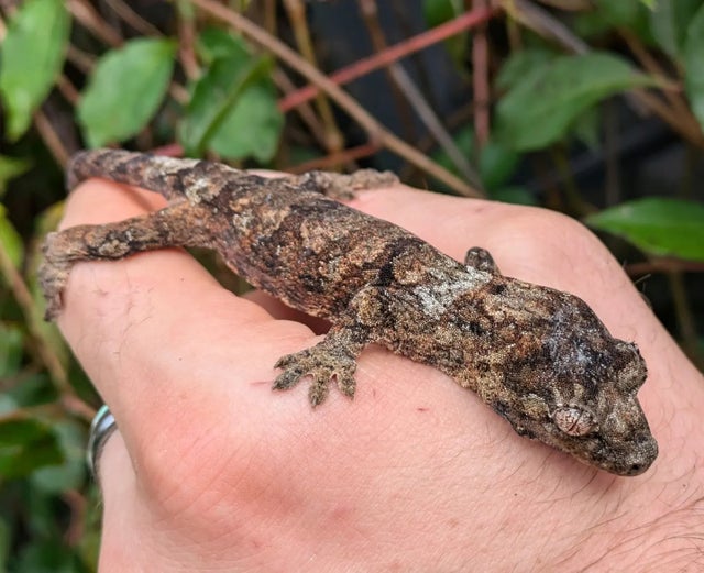 Mainland Chahouha Gecko 11g