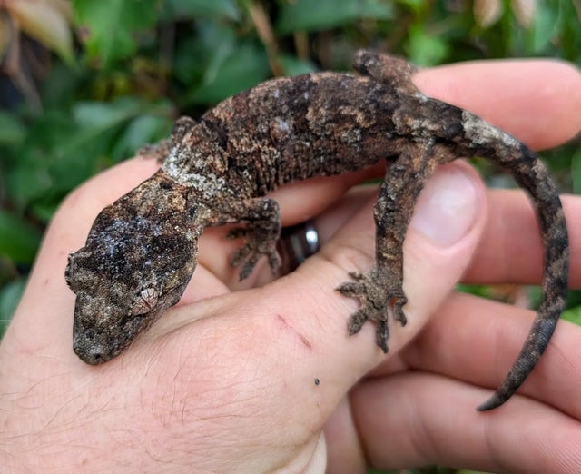 Mainland Chahouha Gecko 11g