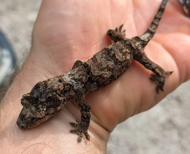 Mainland Chahouha Gecko 11g