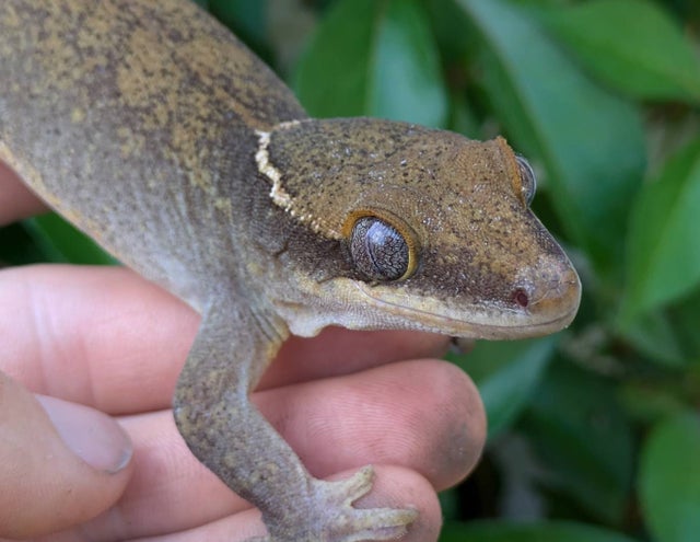 Sarasinorum Gecko 55 gram Adult Male