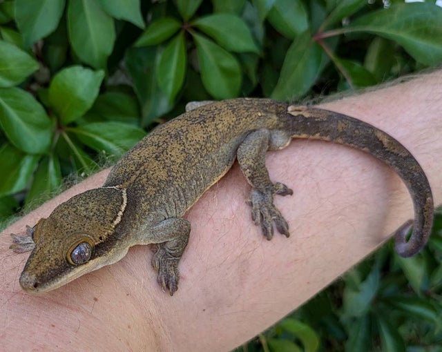 Sarasinorum Gecko 55 gram Adult Male