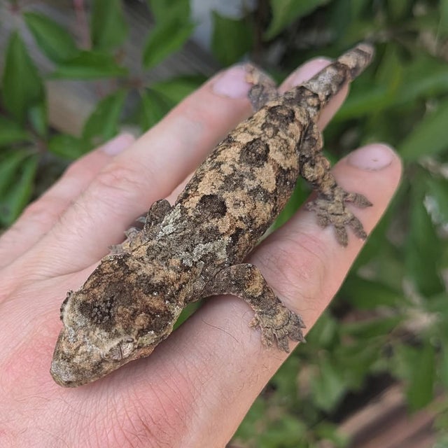 Pine Island Chahouha Gecko 17g #376 Probable Female