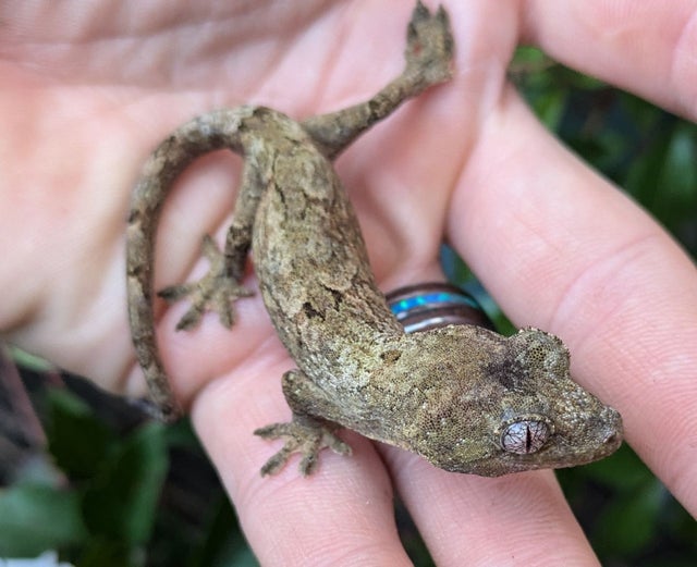 Pine Island Chahouha Gecko 8g #457