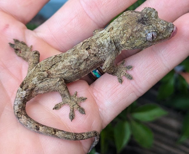 Pine Island Chahouha Gecko 8g #457