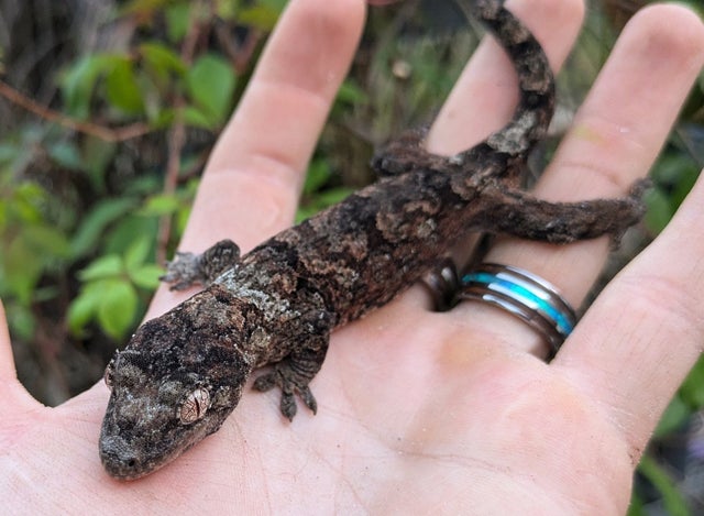Mainland Chahouha Gecko Probable Female 20g