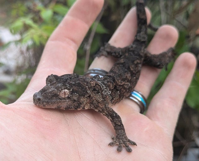 Mainland Chahouha Gecko Probable Female 20g