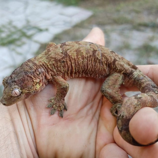 Mainland Chahouha Gecko 35g Male