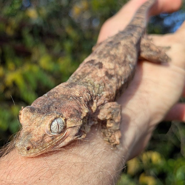 Pine Island Chahouha Gecko Male 49g