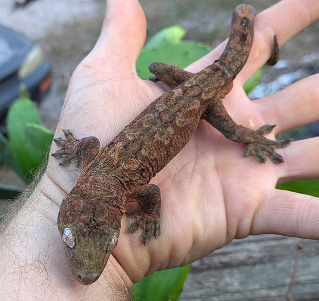High Red Mainland Chahouha Gecko Male 44g