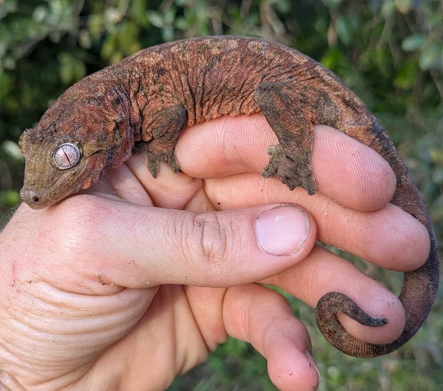 High Red Mainland Chahouha Gecko Male 44g