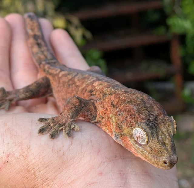 High Red Mainland Chahouha Gecko Male 44g
