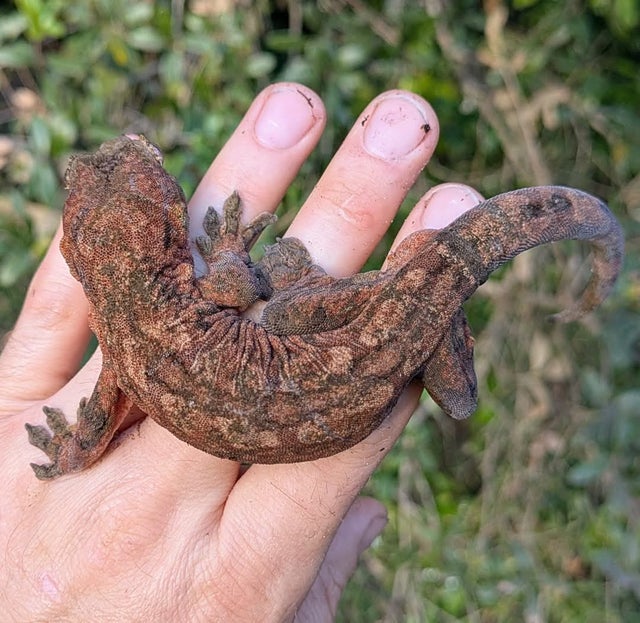 High Red Mainland Chahouha Gecko Male 44g