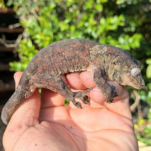 Pine Island Chahouha Gecko Male 37g