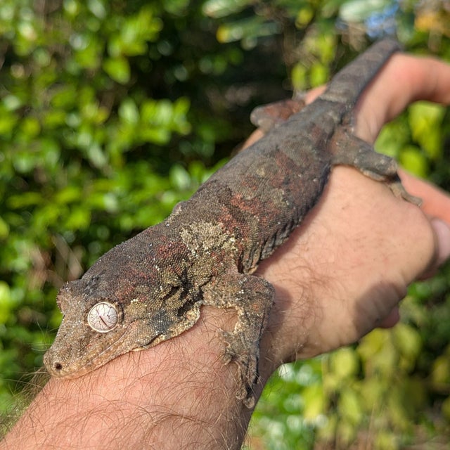 Pine Island Chahouha Gecko Male 37g