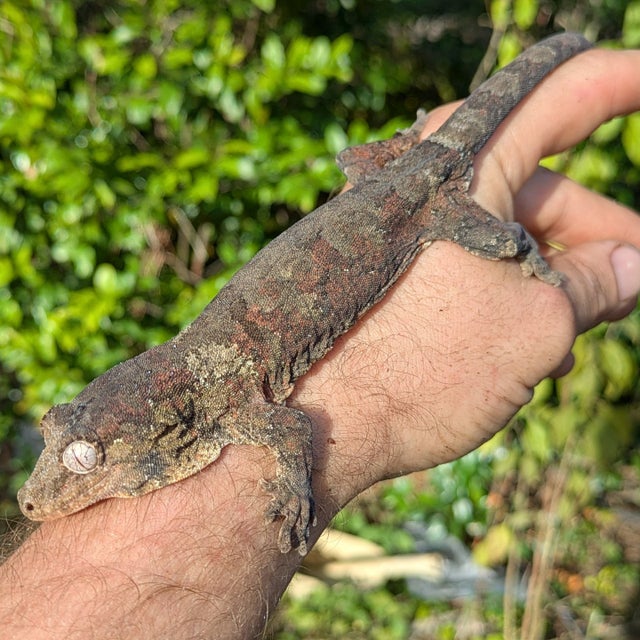 Pine Island Chahouha Gecko Male 37g