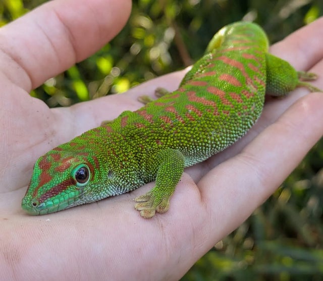 High Red Giant Day Gecko Female ~ 7 inch