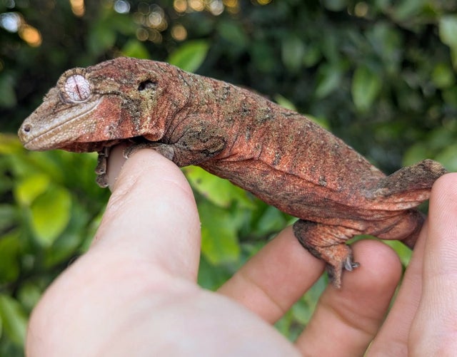High Red Mainand Chahoua Gecko 33 grams Female #74