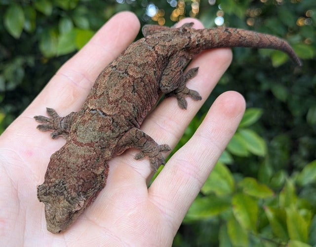 High Red Mainand Chahoua Gecko 33 grams Female #74