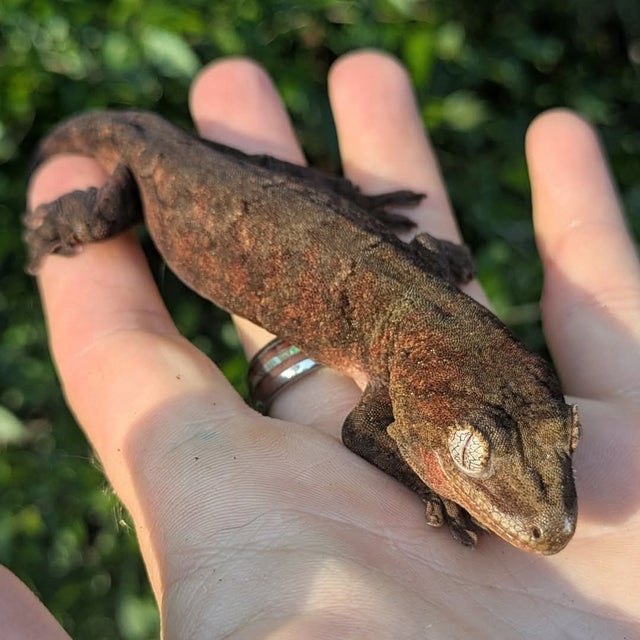 Mainland Chahoua Gecko Female 29 grams #681