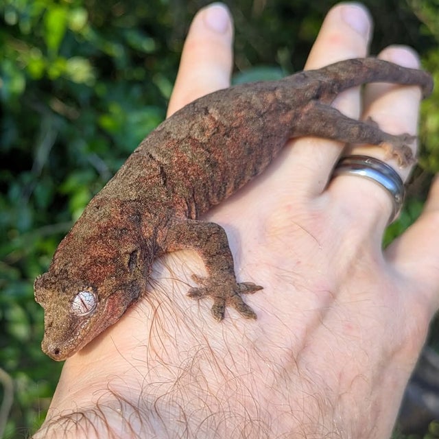 Mainland Chahoua Gecko Female 29 grams #681