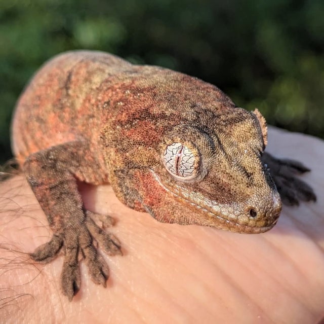 Mainland Chahoua Gecko Female 29 grams #681