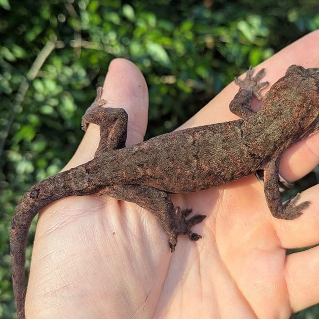 Mainland Chahoua Gecko Female 29 grams #681