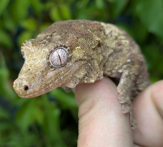 Pine Island Chahoua Gecko 40 grams Male CK1