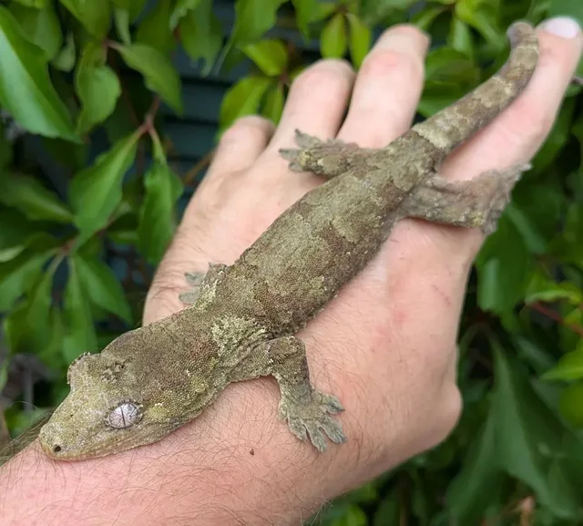 Pine Island Chahoua Gecko 40 grams Male CK1