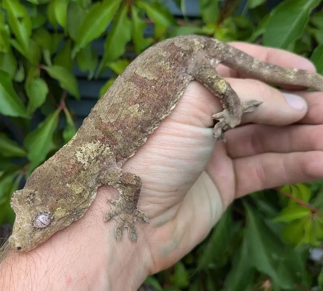 Pine Island Chahoua Gecko 40 grams Male CK1