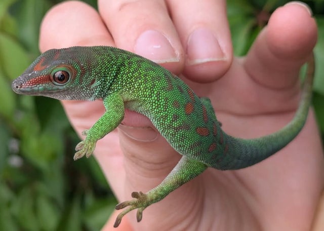Madagascar Giant Day Gecko ~5 inch Juvenile