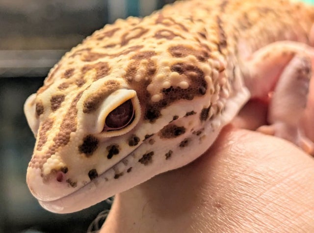 Super Giant Bleeding Snow Radar Bell Leopard Gecko 93g Male
