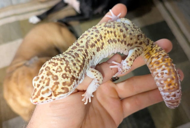 Super Giant Bleeding Snow Radar Bell Leopard Gecko 93g Male