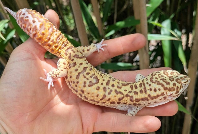 Super Giant Bleeding Snow Radar Bell Leopard Gecko 93g Male