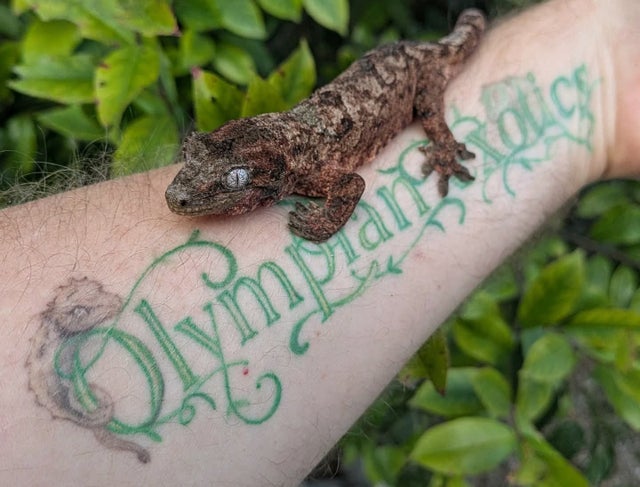 Pine Island Chahoua Gecko Female 28 grams #676