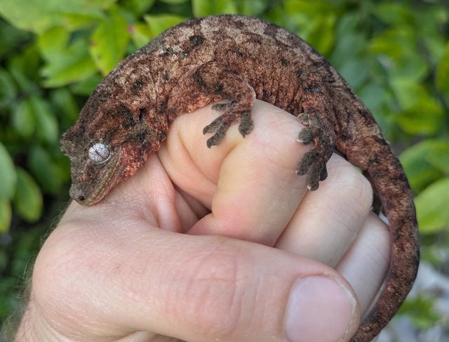 Pine Island Chahoua Gecko Female 28 grams #676