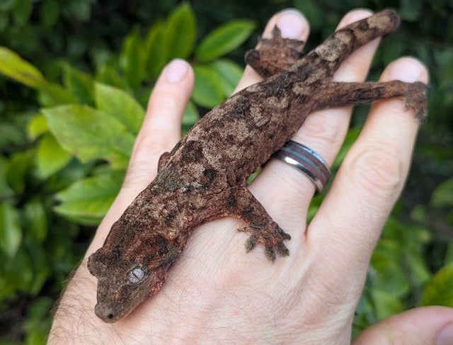 Pine Island Chahoua Gecko Female 28 grams #676