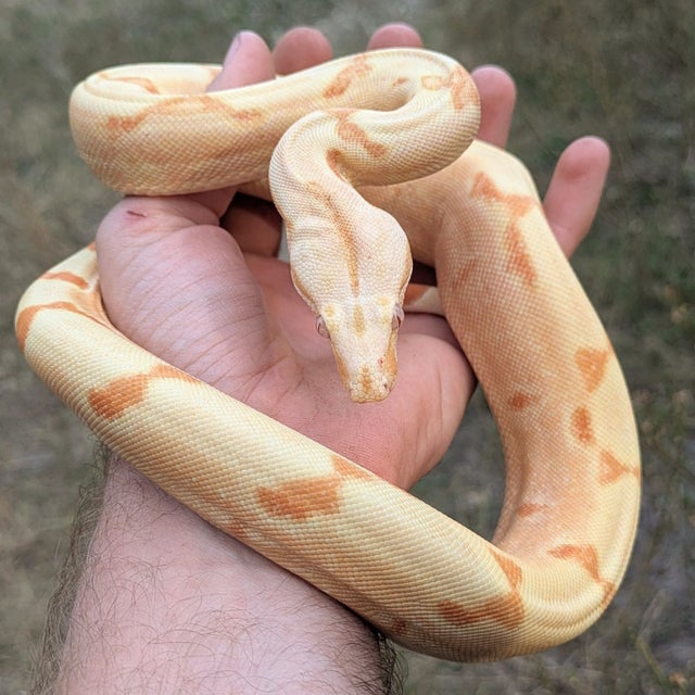 Kahl Sunglow Boa Constrictor Female ~2.5 FT Eating live Large mice!