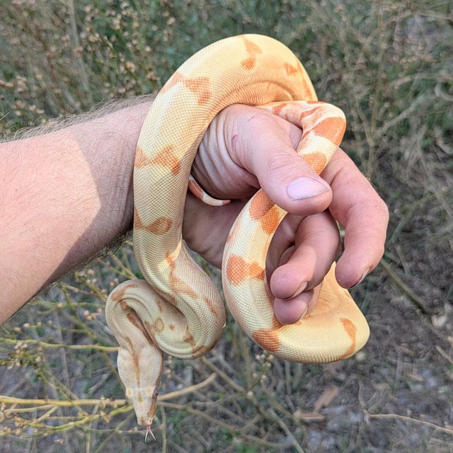 Kahl Sunglow Boa Constrictor Female ~2.5 FT Eating live Large mice!