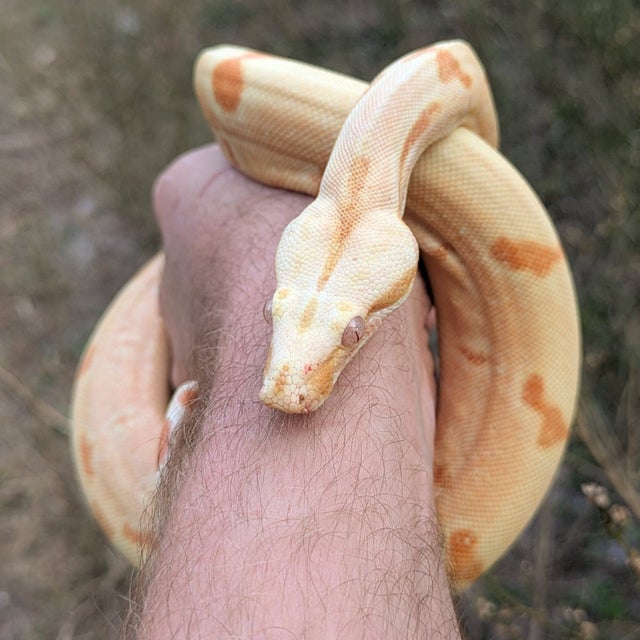 Kahl Sunglow Boa Constrictor Female ~2.5 FT Eating live Large mice!