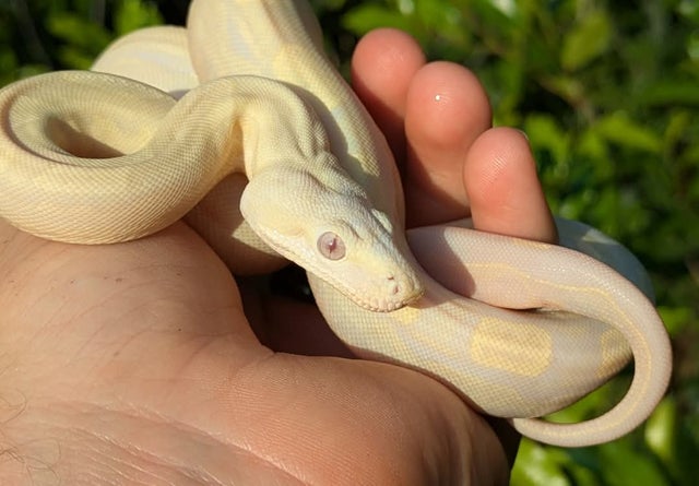 Kahl Albino Anery (Snow) Motley Boa Constrictor Female ~1.5 FT