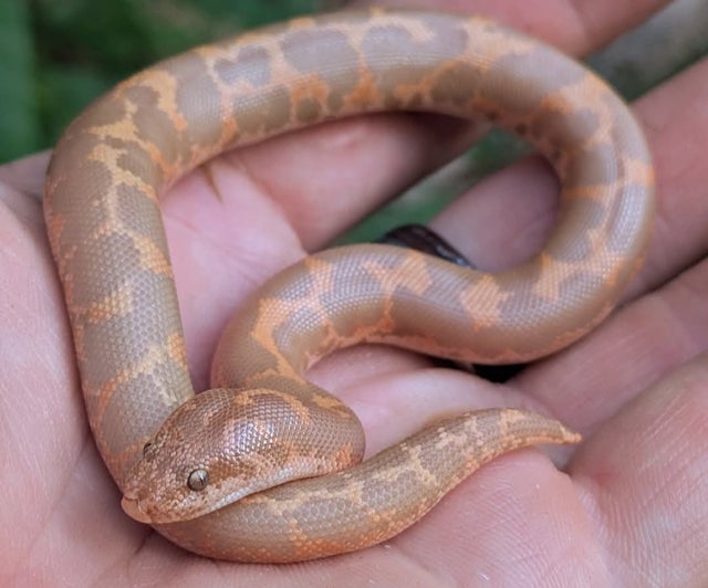 Albino 100% Het Anery Kenyan Sand Boa Female 16g