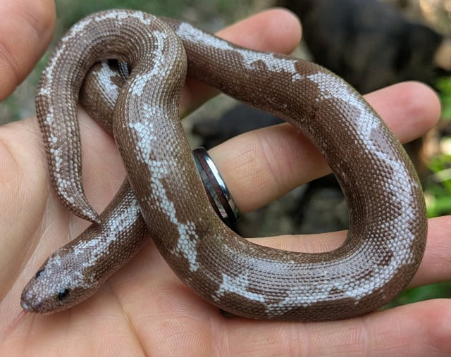 Anery Stripe Kenyan Sand Boa Male 55g